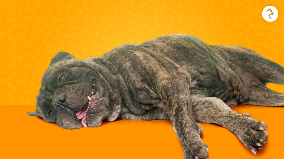 Legal To Euthanize Your Dog At Home