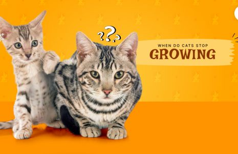 When do cats stop growing