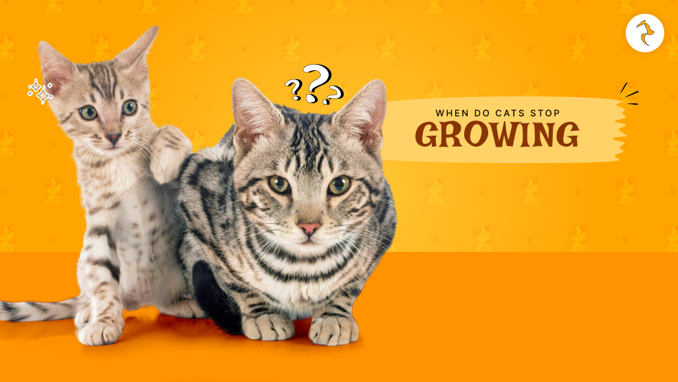 When do cats stop growing