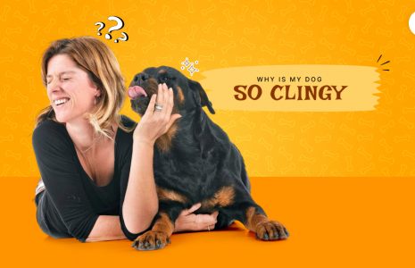 Why is my dog so clingy