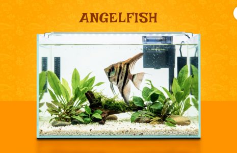 angelfish
