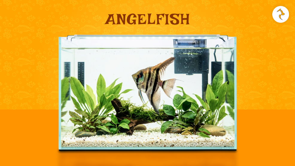 angelfish