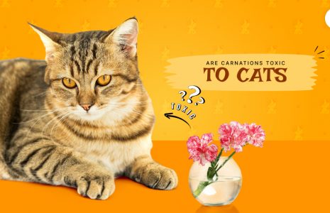 are carnations toxic to cats