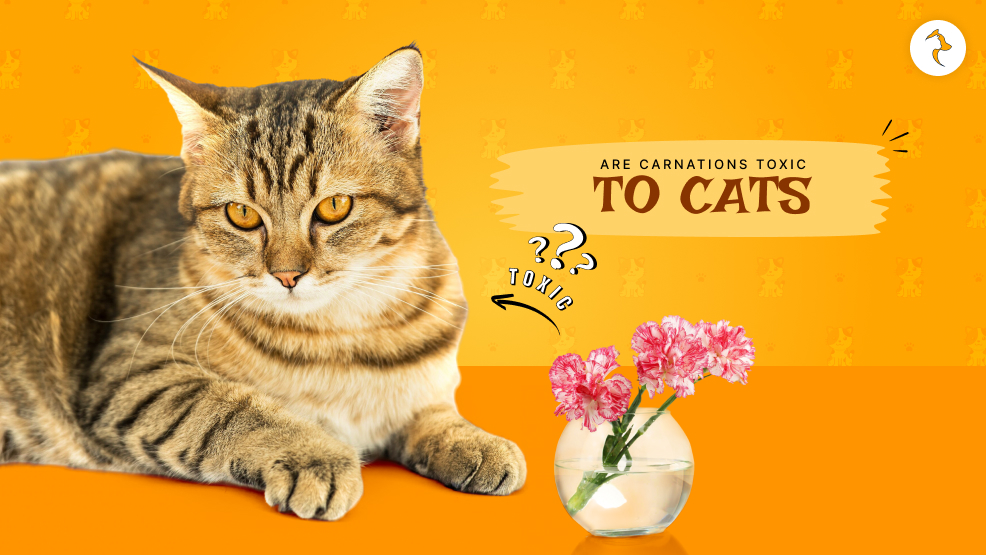 are carnations toxic to cats