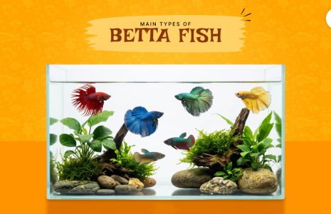 betta fish types