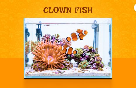 clown fish