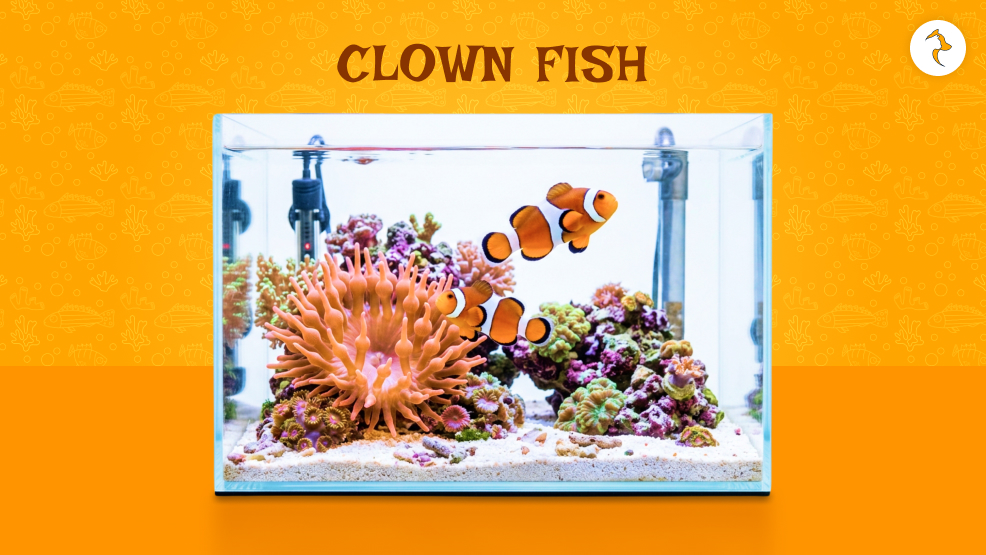 clown fish