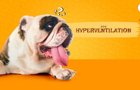 dog hyperventilating