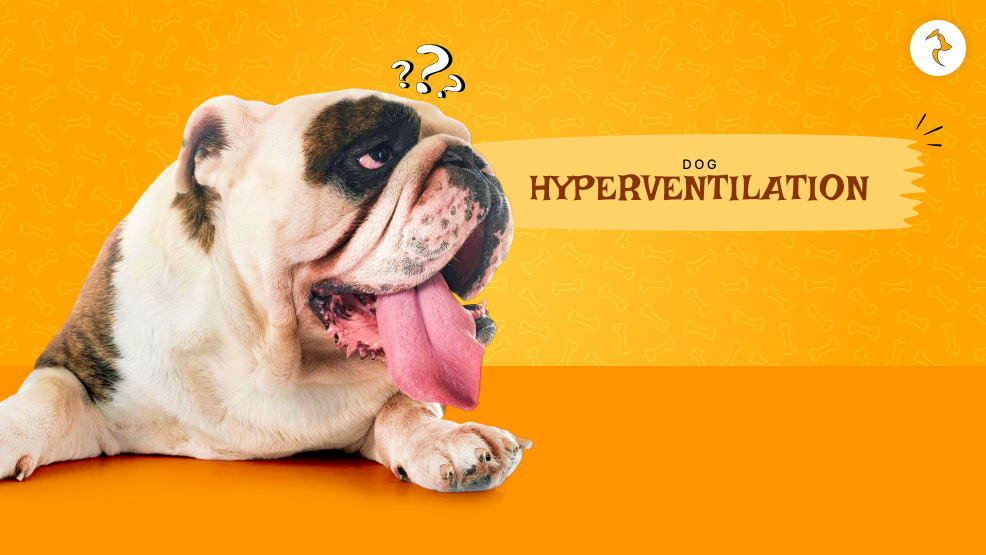dog hyperventilating