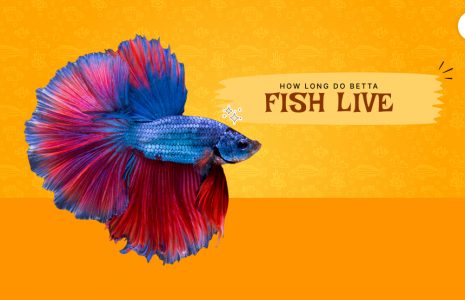 how long do betta fish live
