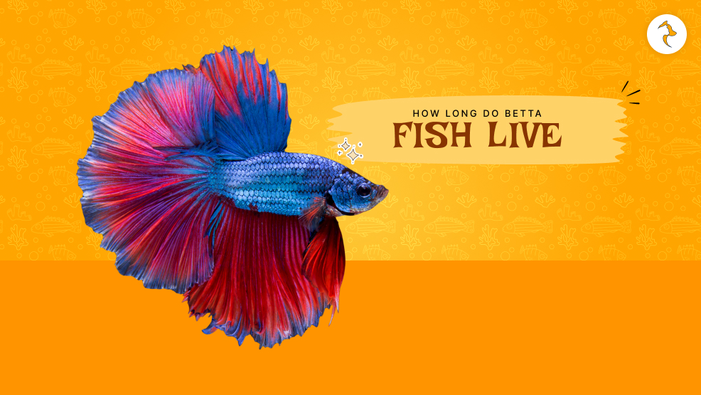 how long do betta fish live