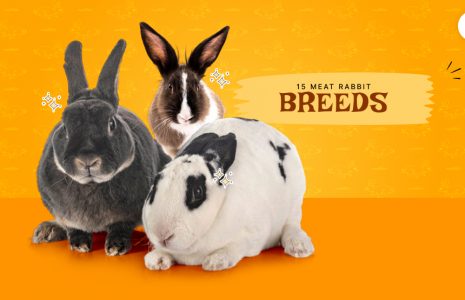meat rabbit breeds