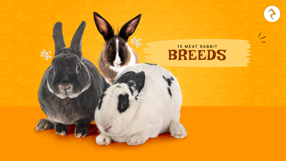 meat rabbit breeds