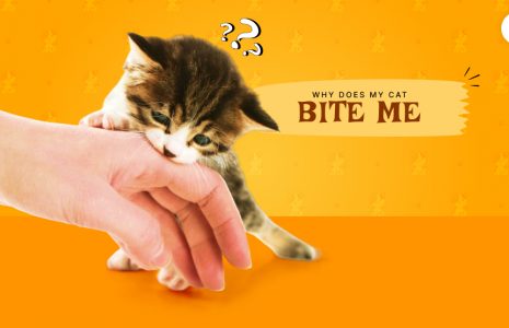 my cat bite me