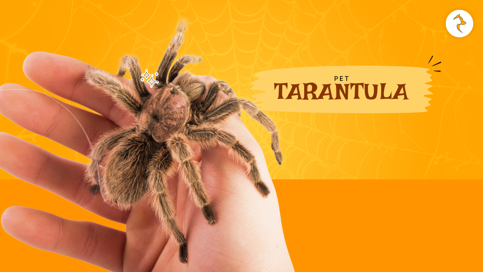 pet tarantula