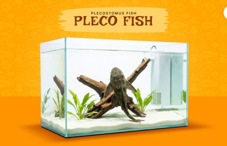 pleco fish