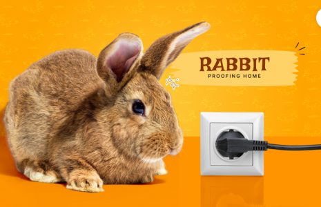 rabbit-proofing home