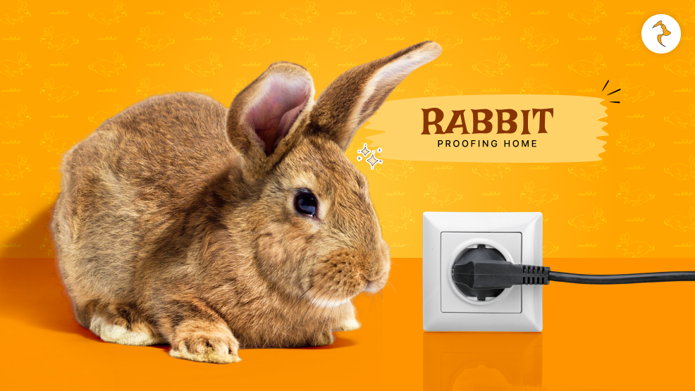 rabbit-proofing home