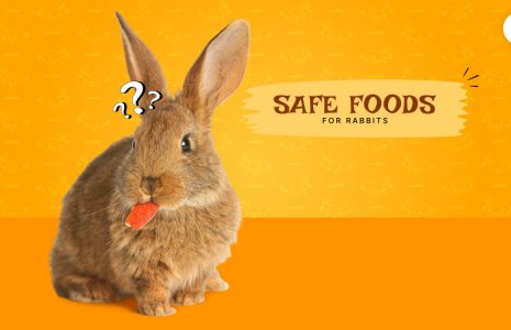 safe foods for rabbits