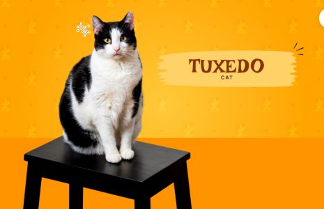 tuxedo cat