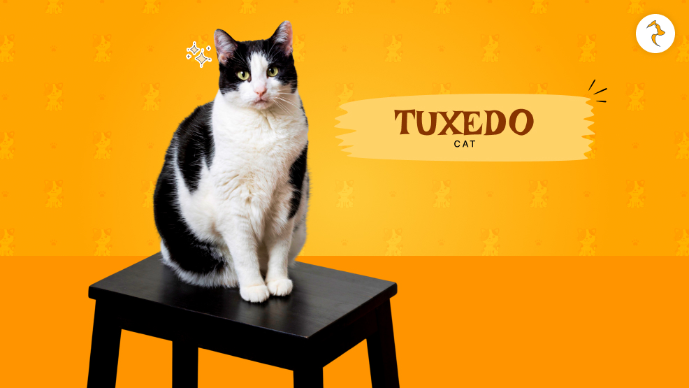 tuxedo cat