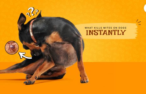 what kills mites on dogs instantly