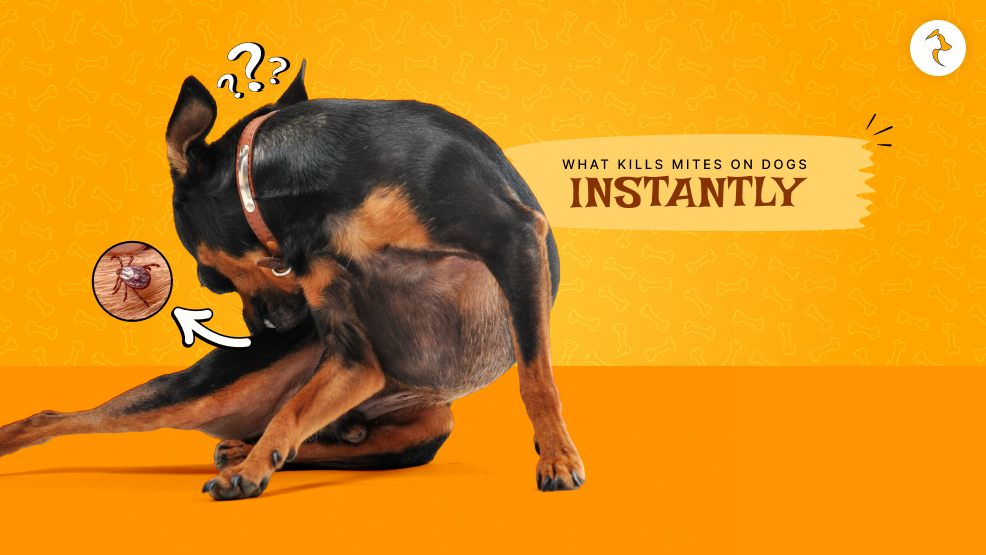 what kills mites on dogs instantly