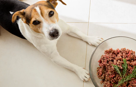 when to use weight gainer for dogs