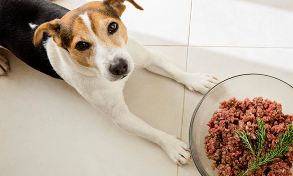 when to use weight gainer for dogs