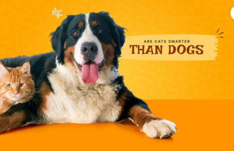 Are cats smarter than dogs