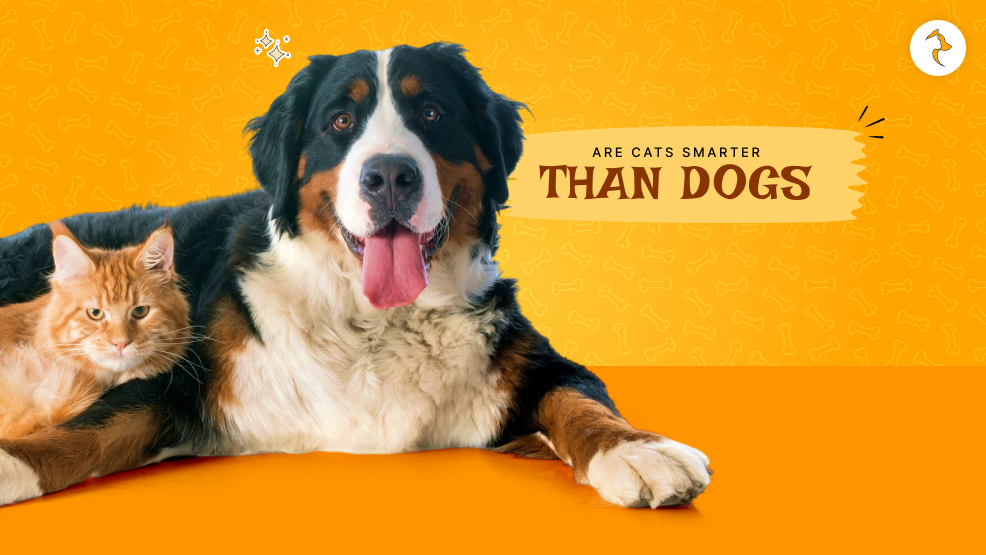 Are cats smarter than dogs