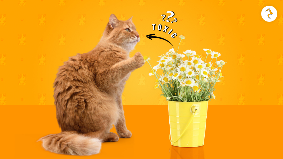Are daisies toxic to cats