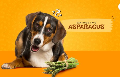 Can dogs have asparagus