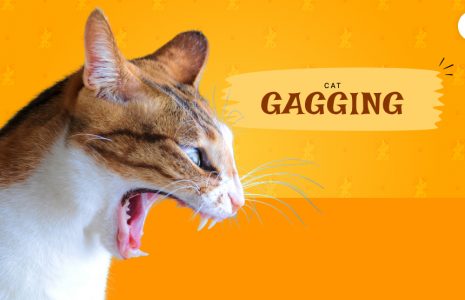 Cat Gagging