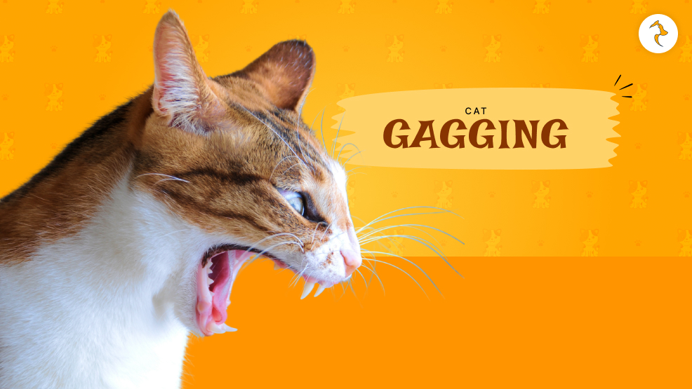 Cat Gagging