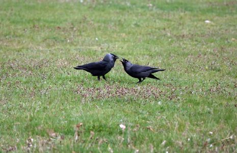 Crows' Cawing Behavior