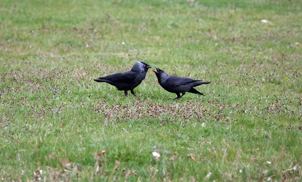 Crows' Cawing Behavior