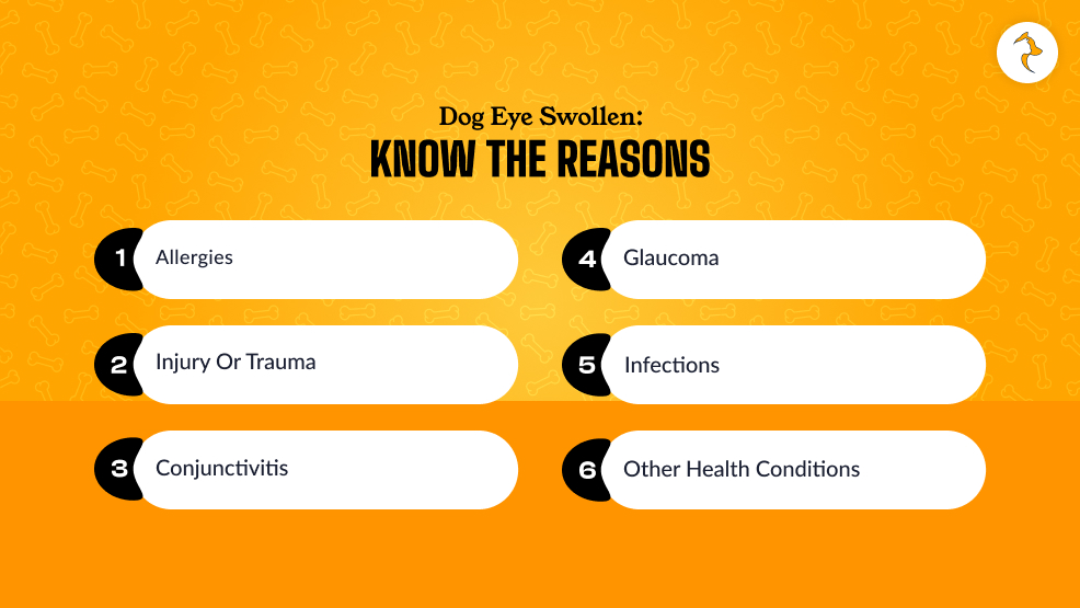 Dog Eye Swollen Know The Reasons