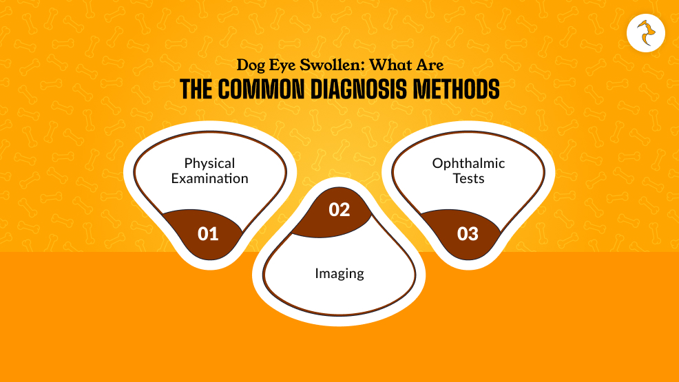 Dog Eye Swollen what Are The Common Diagnosis Methods