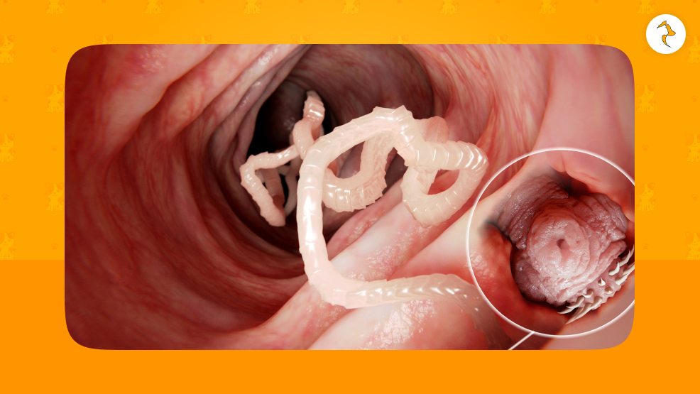 How Do Cats Get Tapeworms