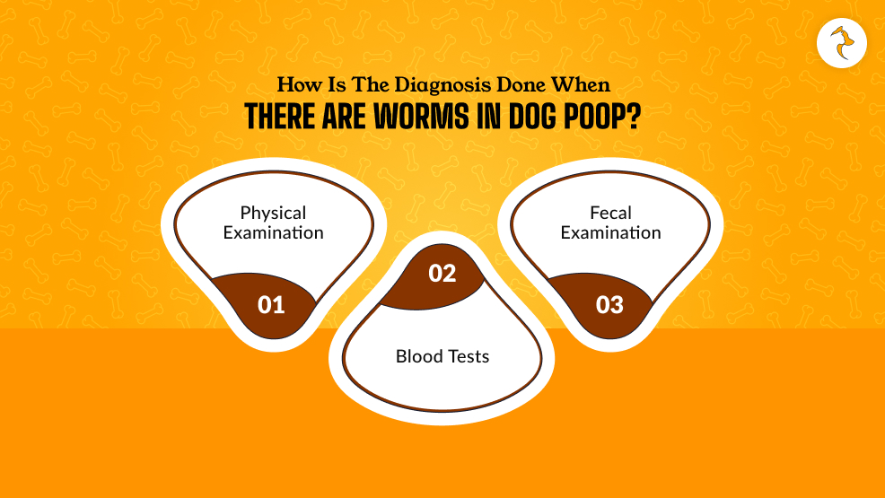 How Is The Diagnosis Done When There Are Worms In Dog Poop