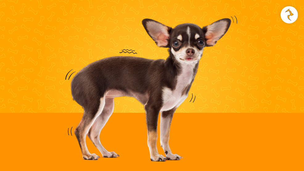 How To Calm A Shaking Dog At Home