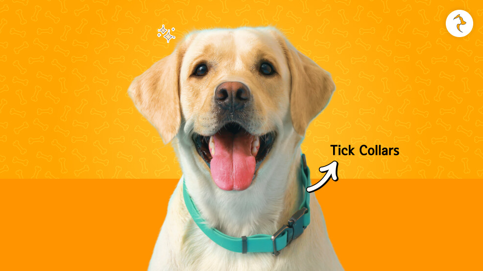 How To Prevent And Control Ticks In Dogs