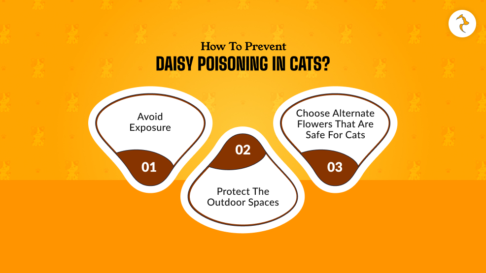 How To Prevent Daisy Poisoning In Cats