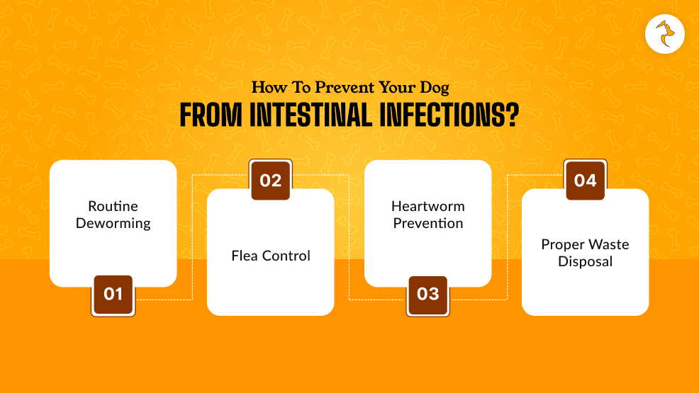 How To Prevent Your Dog From Intestinal Infections