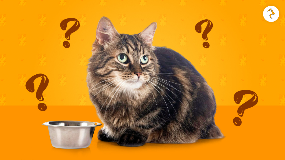 How To Stop Your Cat From Having Harmful Food