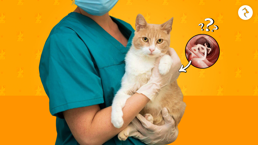 How To Take Care Of Tapeworms In Cats