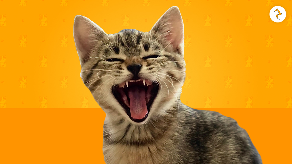 Things To Remember About Cat Gagging