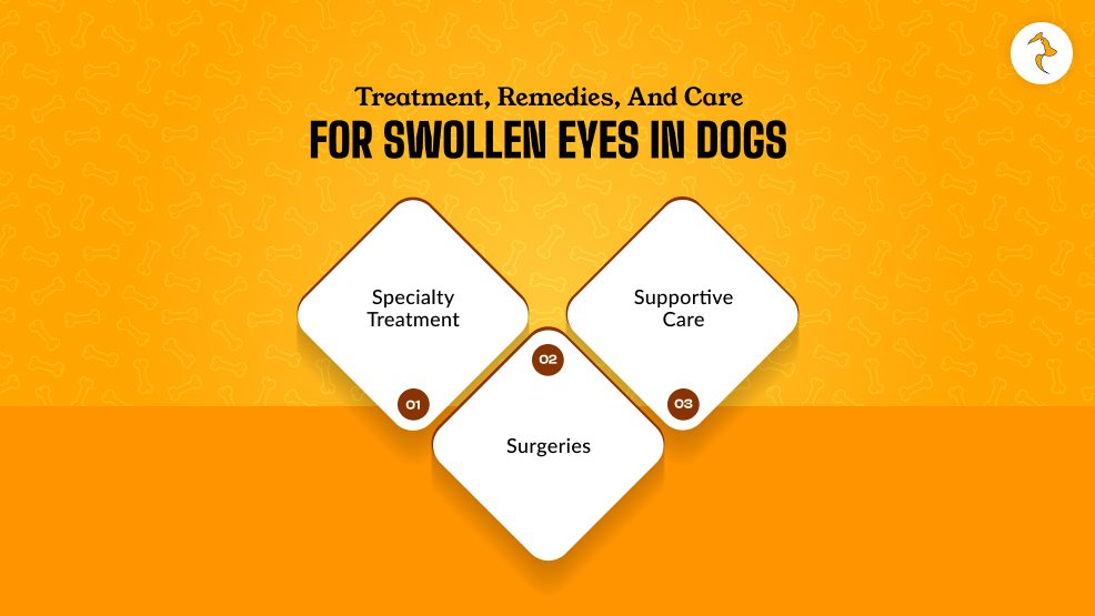 Treatment Remedies And Care For Swollen Eyes In Dogs
