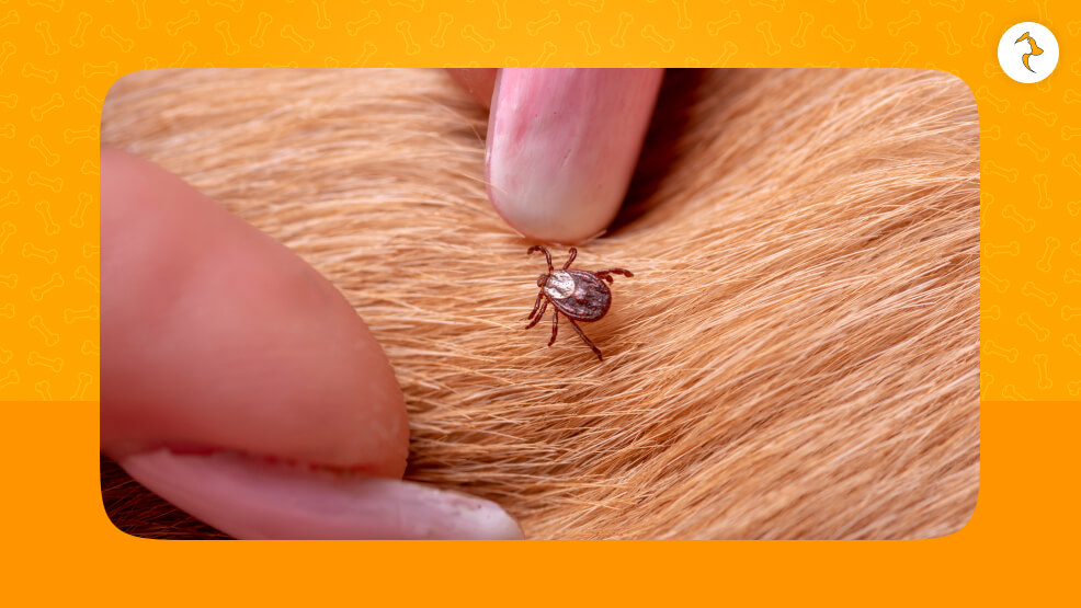 Understanding The Behavior Of Ticks And Their Nature